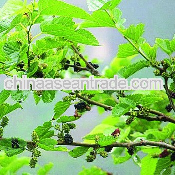 High Quality Cicada Slough Extract