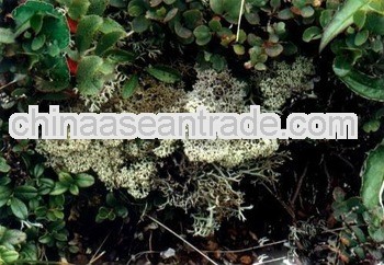 High Quality Cladina Rangiferina
