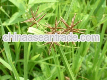 High Quality Cyperus Amuricus Extract