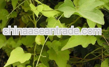 High Quality Dioscorea nipponica P.E.
