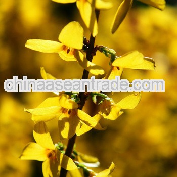High Quality Forsythia extract tablet