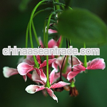 High Quality Fructus Quisqualis Extract