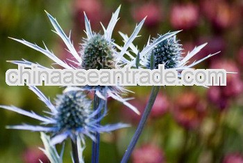 High Quality Holy Thistle Seed Extract