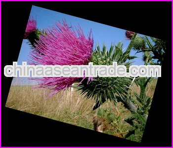 High Quality Holy Thistle Seed p.e