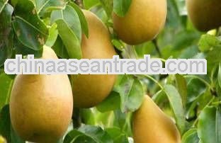 High Quality Naringin dihydrochalcone