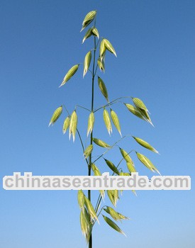 High Quality Oat Straw Extract Powder