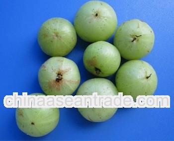 High Quality Phyllanthus Emblica P.E.