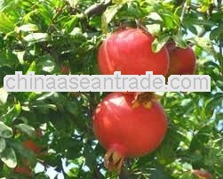 High Quality Pomegranate Skin Extract