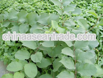 High Quality Resveratrol 98% powder