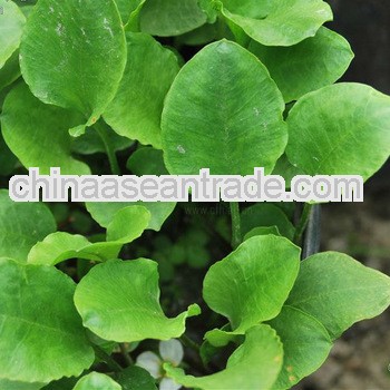 High Quality Rhizoma Alismatis Extract