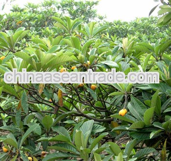 High Quality Ursolic Acid Tablet