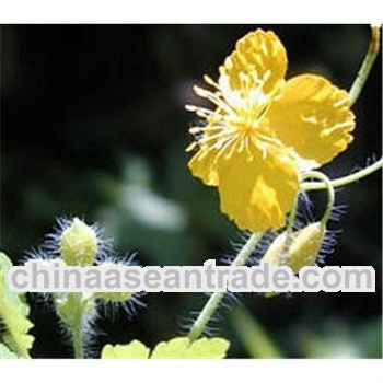 High quality Celandine 2% Chelldonine