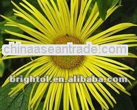 High quality Inula racemosa P.E. 10:1