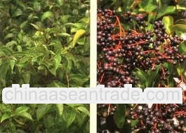 High quality Ligustrum Oleanolic acid