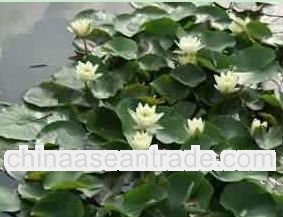 High quality Nuphar Pumilum Root 10:1