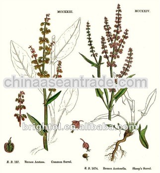 High quality Rumex acetosa extract