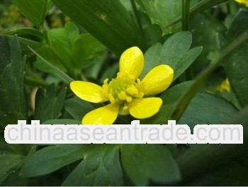 High quality Yerbadetajo Herb Extract