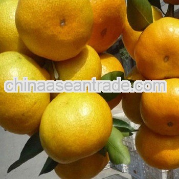 High quality mandarin orange