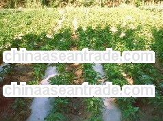 Hot!! US high quality Garden SAP keep water for corn