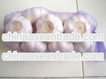 Hot sale best price fresh white garlic