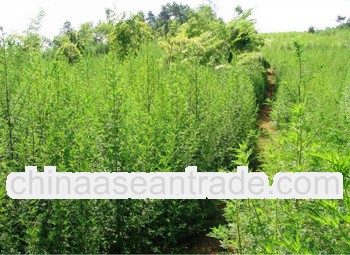 Hot slae Artemisia Annua Extract Artemisinin/Dihydroartemisinin