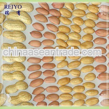 Import export peanut