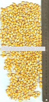 Indian Origin Yellow Corn For Belarus