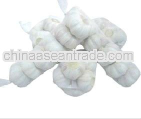 Jinxiang pure white garlic