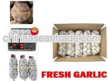 LW--2013 Fresh Garlic Price ( Top 1)