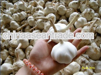 LW-2013 chinese garlic exporter