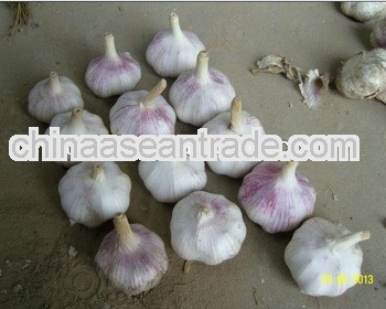 LW-2013 new fresh garlic with red and white