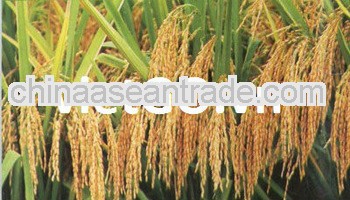 Long grain white rice 15% broken