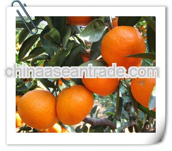 Mandarin Oranges