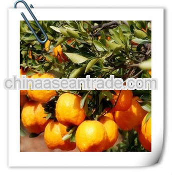 Nanfeng Orange