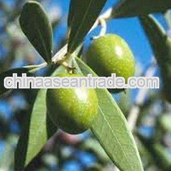 Natural Olive Leaf Extract 10% Hydroxytyrosol
