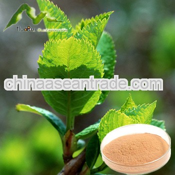 Natural Plant Extract Tea Polyphenols