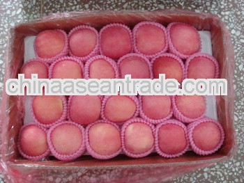 New Crop Best Quality Fresh Apple