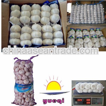 New Crop Jinxiang Fresh Garlic in Carton or Mesh bags