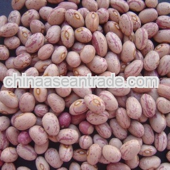 New Crop Light Speckled Kidney Beans,Huanan round