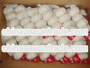 New Crop garlic 2013 big size garlic
