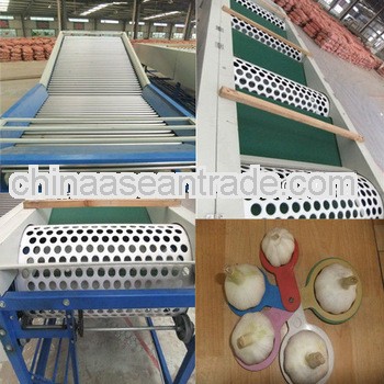 New crop 4.5-7cm garlic market price