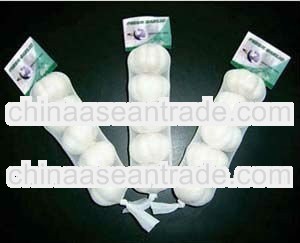 New crop normal purple garlic shandong