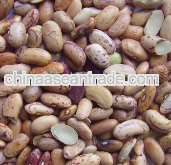 Old Crop Light Speckled Kidney Beans,off grade
