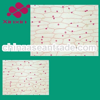 Onion bulb epidermis w.m