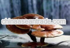 Organic ganoderma lucidum