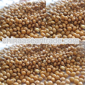 Pearl Millet