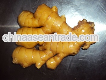 Providing in large quantity Hot Sale Fresh Ginger