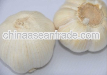 Pure white Fresh garlic price of 2013