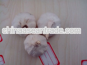 Pure white garlic 5.0cm