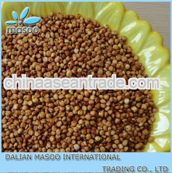 Red White Sorghum From China Inner Mongolia